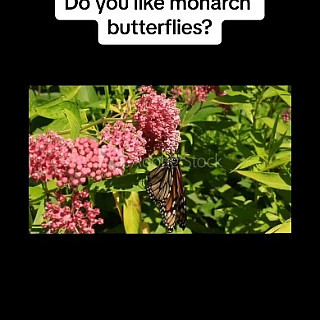 Monarchs ? milkweed and so do we!