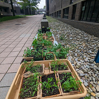 Anybody left on campus this week? The garden could use some volunteers!  Monday 5/13: Noon to 2pm, repotting baby plants in NS0029  2PM- ...