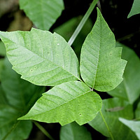 poison ivy leaves