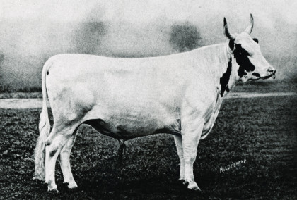 Strathglass Farm Prize-winning Ayrshire Cattle
