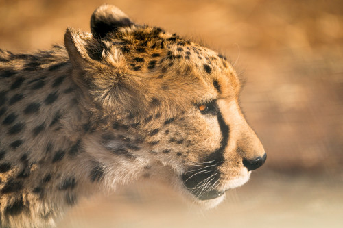 cheetah-run