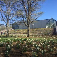 Rear view of the Dance Building with daffodils in bloom.