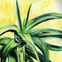 Green aloe plant on yellow background.