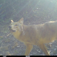 Coyote caught on trail camera during the day