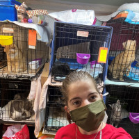 Gianna interning at Bronx Tails Cat Rescue