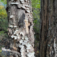Tree trunk covered in fungi on the Purchase College campus