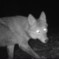 Coyote captured on a trail camera at Purchase College