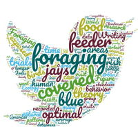 Word cloud for this group's project looking at blue jay foraging preferences