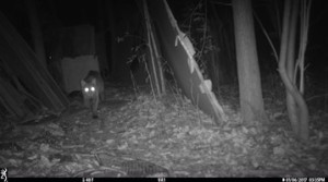    Above is a trail camera photo of a bobcat, walking through the Sculpture Garden in the woods behind the Visual Arts building, on SUNY ...