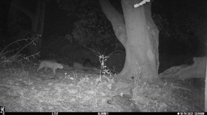    A night-vision photo of a walking bobcat captured by a trail camera in the Alumni Woods on October 19, 2021 at 12:09 AM. 