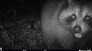 Raccoon caught on trail camera
