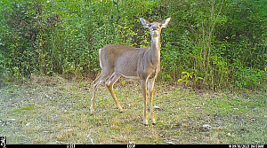 Deer captured looking at trail camera