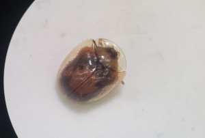 This is a photo of one of the bugs we collected. It is a type of brown beetle but what's cool is ...