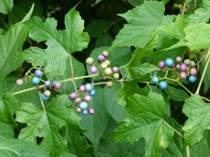   Porcelain Berry, seemingly harmless, but taking over and replacing large areas of native forests- blocking sunlight and threatening co...