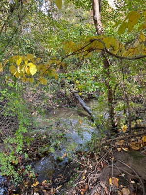 Blind Brook flows through the forest