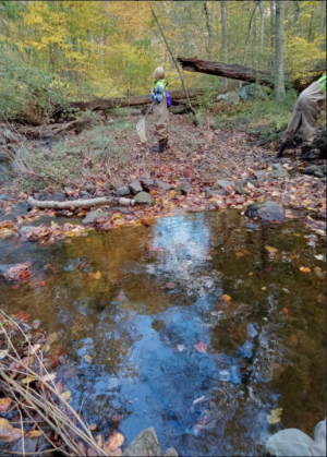 Student surveying Blind Brook in waders