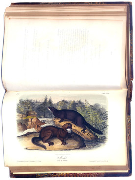 Plate 33 of Viviparous Quadrupeds of North America by John James Audubon, 1851