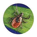 black legged tick