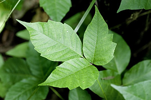 poison ivy leaves
