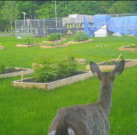 Native Plant Garden