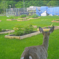 What Does it Take to Maintain a Native Plant Garden?