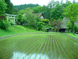Japanese rice field
