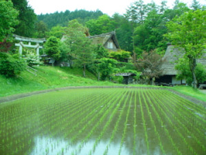 Japanese rice field