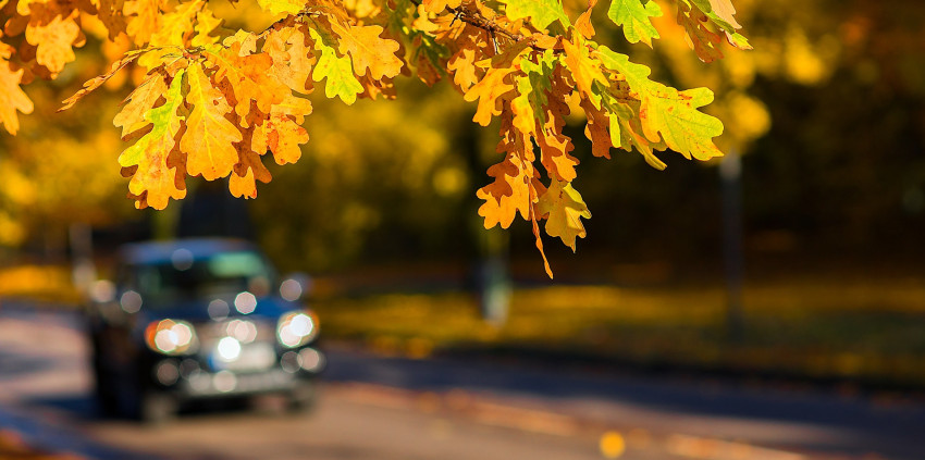 Car Driving Autumn