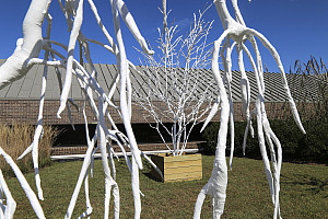 Transpire, an art installation of plastic-wrapped trees by Eliza Evans MFA '17 (visual arts) was selected for the 2017-18 President's Awa...