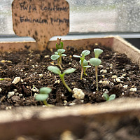 Purple Coneflower in Grow Room (March 2, 2024)