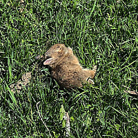 Baby wild rabbit asleep in the grass.