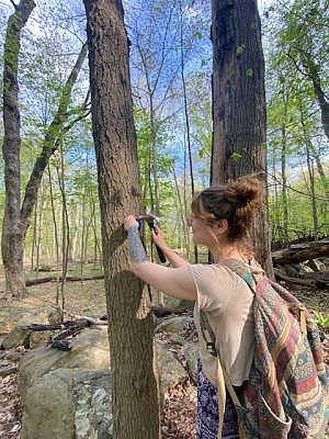 Morgan DeMay installing trail markers on the Blue/Alumni Trail at Purchase College