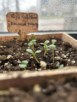 Purple coneflower sprouts in soil