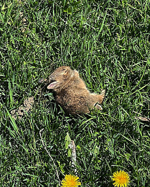 A baby rabbit lies asleep on its side in a patch of grass