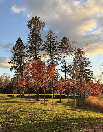 Stand-alone trees between W1 parking lot and PAC