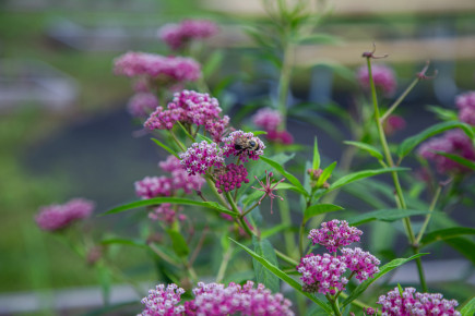 Bee at Native Species Garden