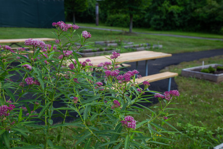 Native Species Garden