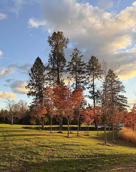 Stand-alone trees between W1 parking lot and PAC