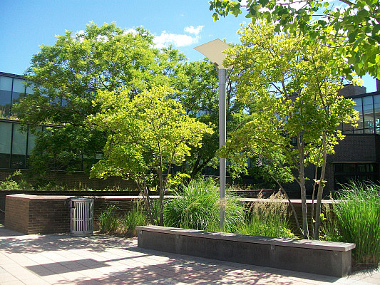 Tree courtyard from plaza in front of Visual Arts building. 