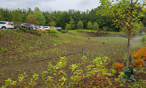 The new bioswale in the West 1 parking lot will reduce runoff to the Blind Brook and the Long Island Sound, reducing the college's enviro...