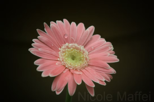 Nicole Maffei Photography