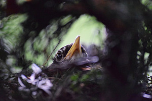 Nicole Maffei Photography