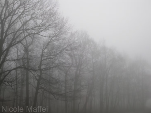 Nicole Maffei Photography