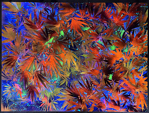 Tom Bisogno Mezmer.art