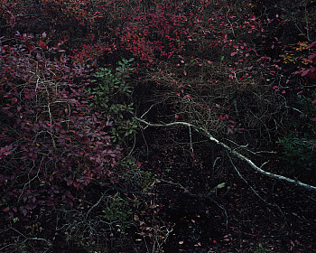 Dense, dark foliage with branches and leaves in shades of red, purple, and some green. A pale, fallen branch crosses the scene, while the