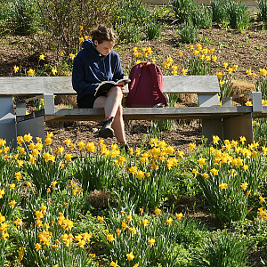 Student sits reading on a bench surrounded by daffodils in bloom.