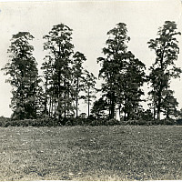 black and white photograph of evergreen trees and a graveyard