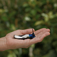 a hand holding a blue hummingbird that appears to be dead or asleep