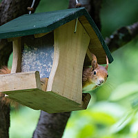 red squirrel sitting in bird feeder house looking towards the camera. blurred natural background
