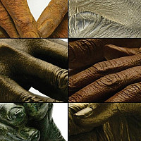Collage of photos of bronze sculptures of hands